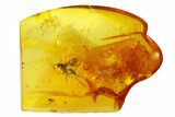 Detailed Fossil Wasp (Hymenoptera) In Baltic Amber #150740-1